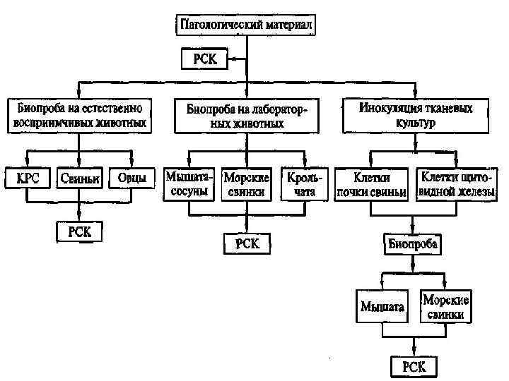 Фагоцитоз – микроорганизмдерді жұту және фагоциттерді бөлу процесі. Фагоцитоз төрт сатыдан тұрады: хемотаксис адгезия