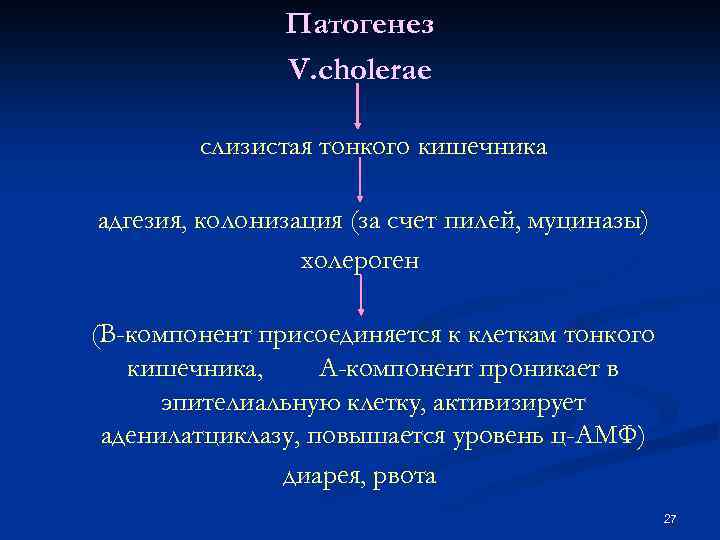 Патогенез V. cholerae слизистая тонкого кишечника адгезия, колонизация (за счет пилей, муциназы) холероген (В-компонент