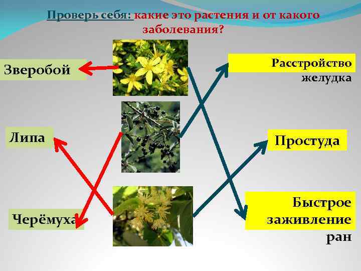 Проверь себя: какие это растения и от какого заболевания? Зверобой Липа Черёмуха Расстройство желудка