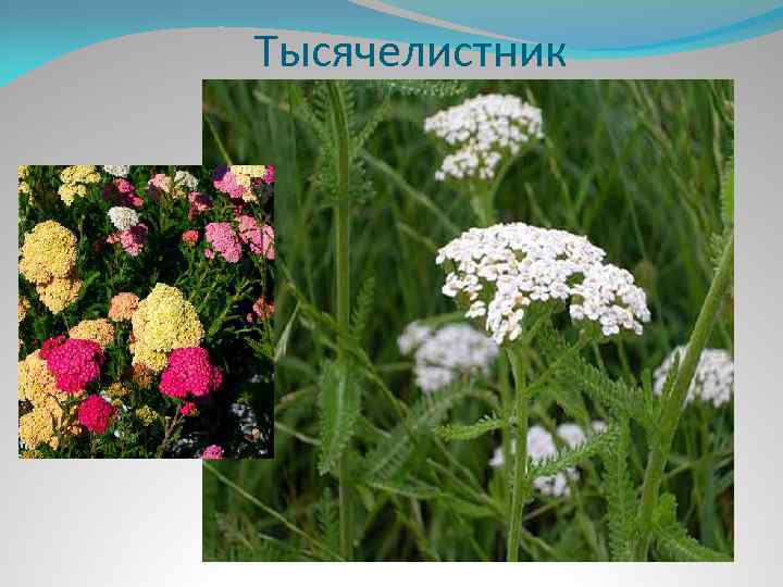 Тысячелистник 