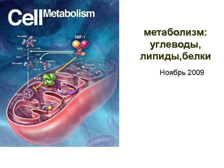 метаболизм: углеводы, липиды, белки Ноябрь 2009 