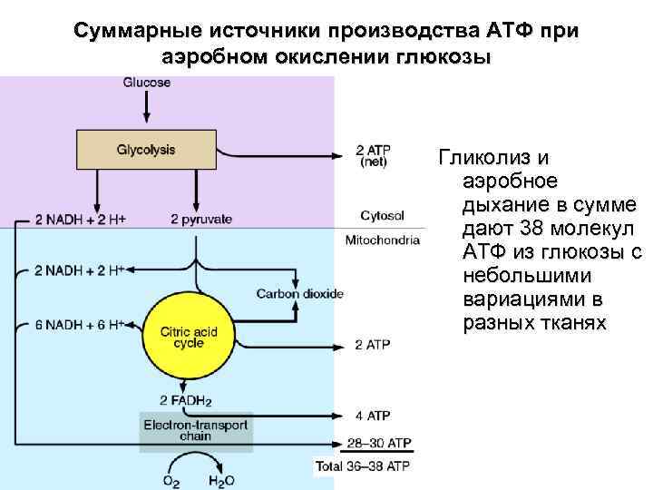 Суммарные источники производства АТФ при аэробном окислении глюкозы Гликолиз и аэробное дыхание в сумме