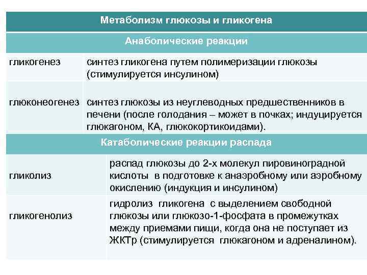 Метаболизм глюкозы и гликогена Анаболические реакции гликогенез синтез гликогена путем полимеризации глюкозы (стимулируется инсулином)