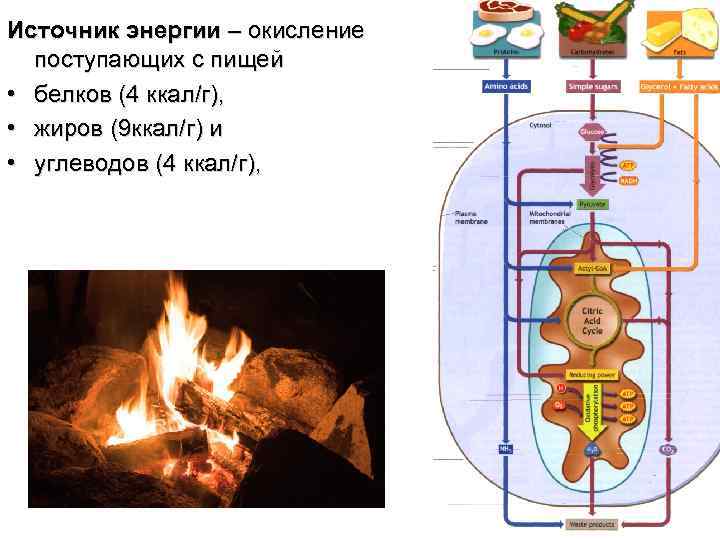 Источник энергии – окисление поступающих с пищей • белков (4 ккал/г), • жиров (9