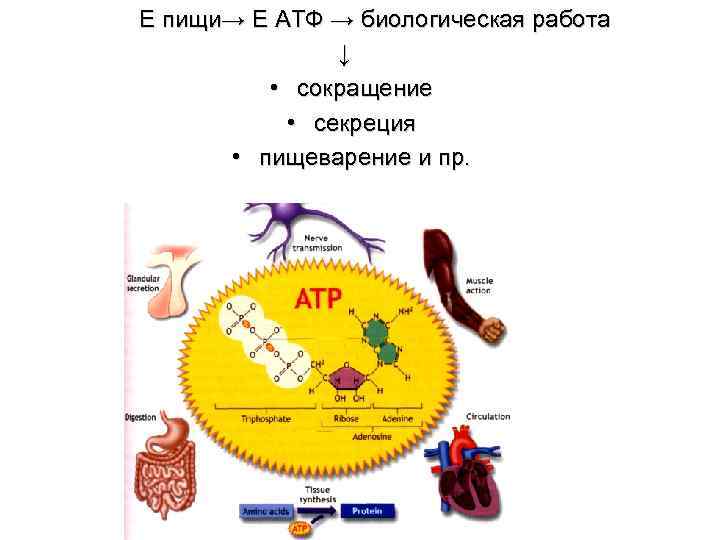 Е пищи→ Е АТФ → биологическая работа ↓ • сокращение • секреция • пищеварение