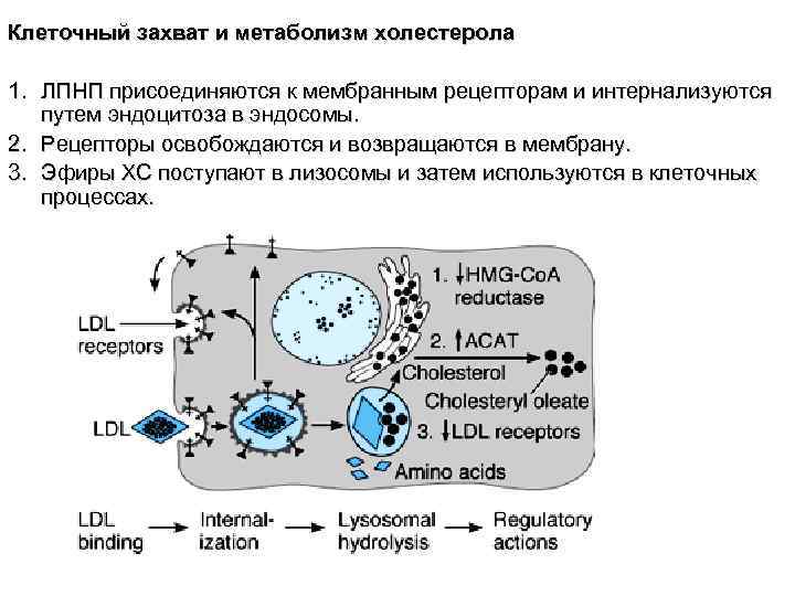 Клеточный захват и метаболизм холестерола 1. ЛПНП присоединяются к мембранным рецепторам и интернализуются путем