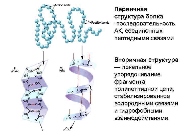 Первичная структура белка называют