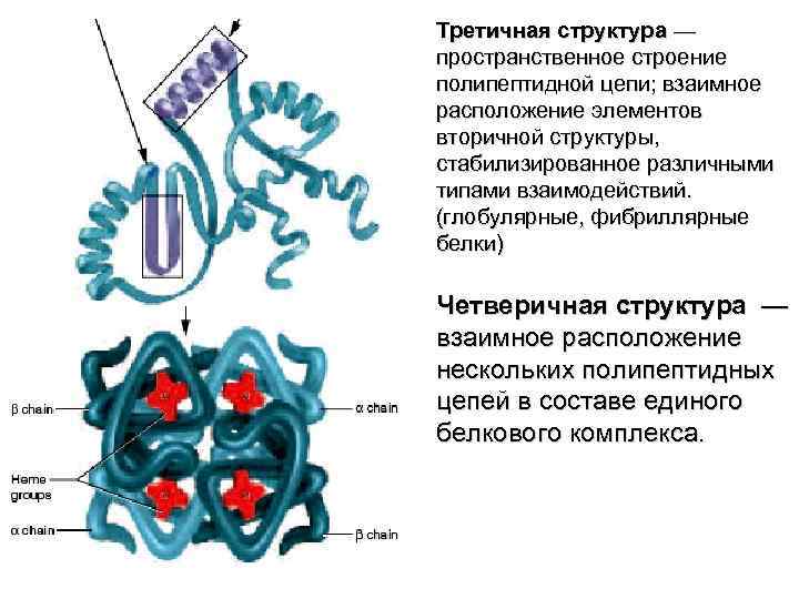 Третичную структуру белка стабилизируют. Третичная структура полипептидной цепи. Пространственное расположение полипептидной цепи. Третичная структура белка. Стабилизация третичной структуры.