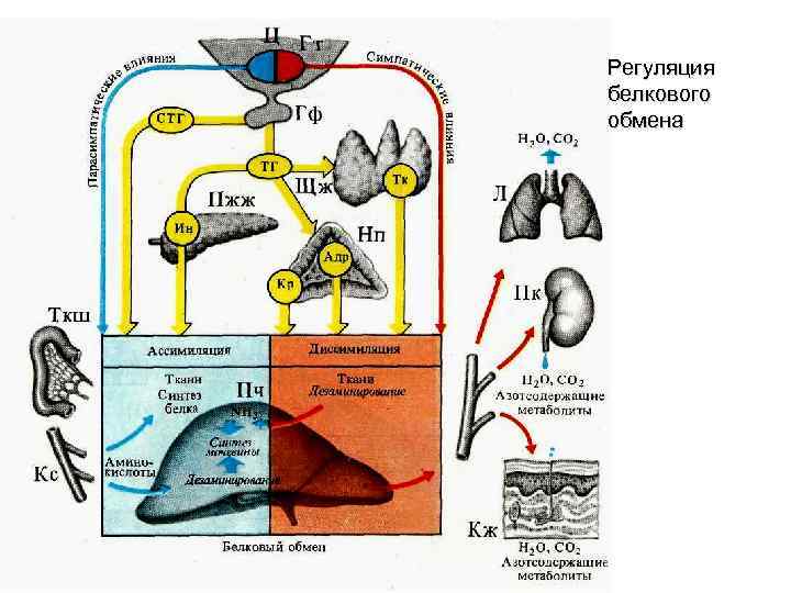 Регуляция белкового обмена 