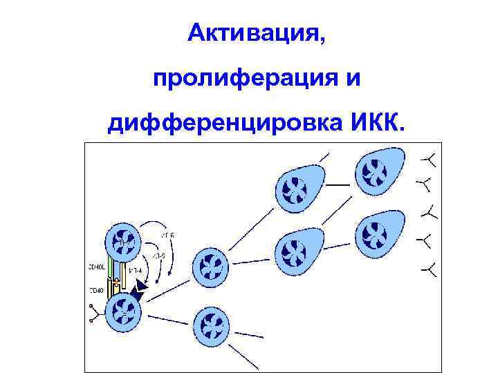 Активация, пролиферация и дифференцировка ИКК. 