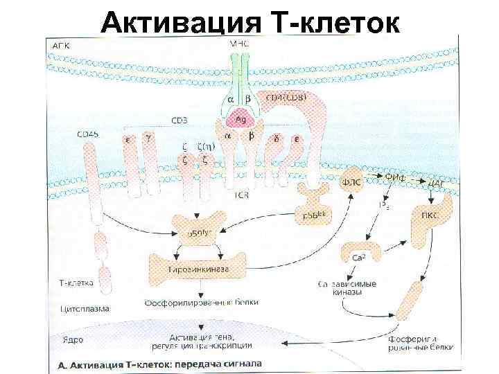Активация Т-клеток 