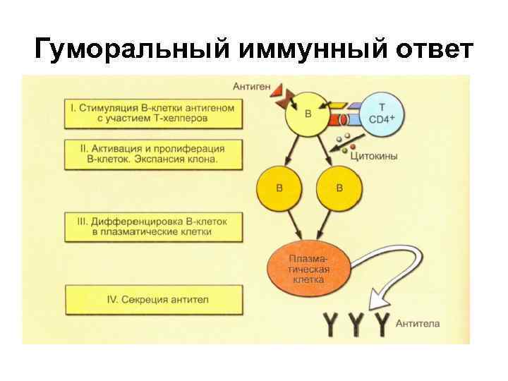 Гуморальный иммунный ответ 