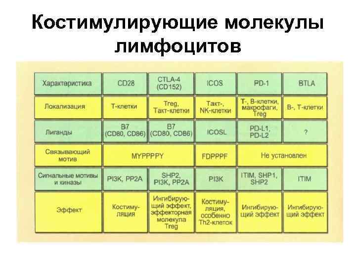 Костимулирующие молекулы лимфоцитов 