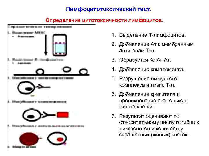 Лимфоцитотоксический тест. Определение цитотоксичности лимфоцитов. 1. Выделение Т-лимфоцитов. 2. Добавление Ат к мембранным антигенам