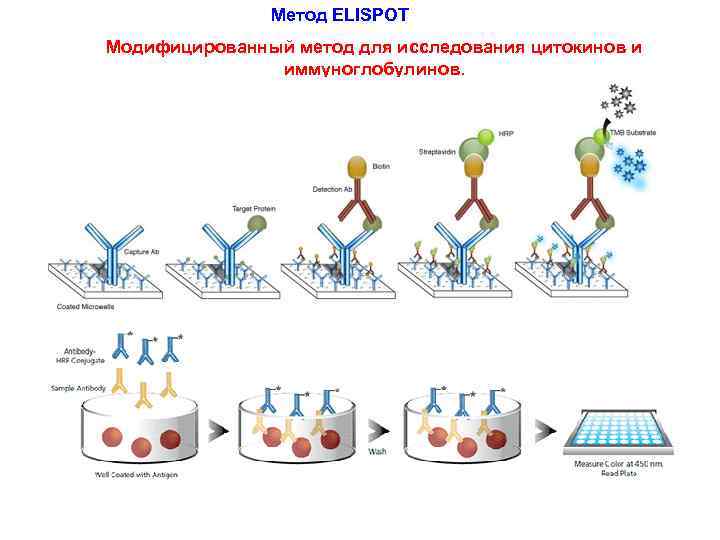 Метод ELISPOT Модифицированный метод для исследования цитокинов и иммуноглобулинов. 