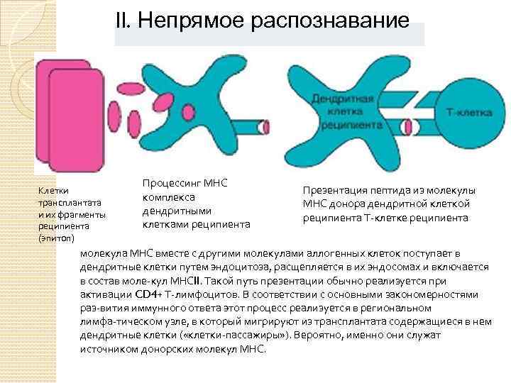 II. Непрямое распознавание Клетки трансплантата и их фрагменты реципиента (эпитоп) Процессинг МНС комплекса дендритными