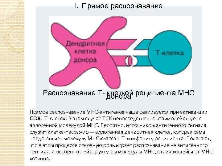 Трансплантационный иммунитет иммунология презентация