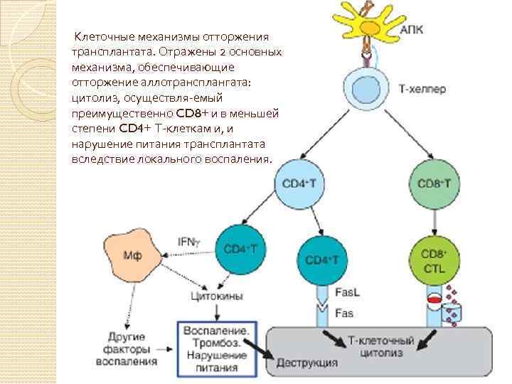 Клеточные механизмы отторжения трансплантата. Отражены 2 основных механизма, обеспечивающие отторжение аллотрансплангата: цитолиз, осуществля емый