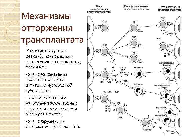 Механизмы отторжения трансплантата Развитие иммунных реакций, приводящих к отторжению трансплантата, включает: этап распознавания трансплантата,