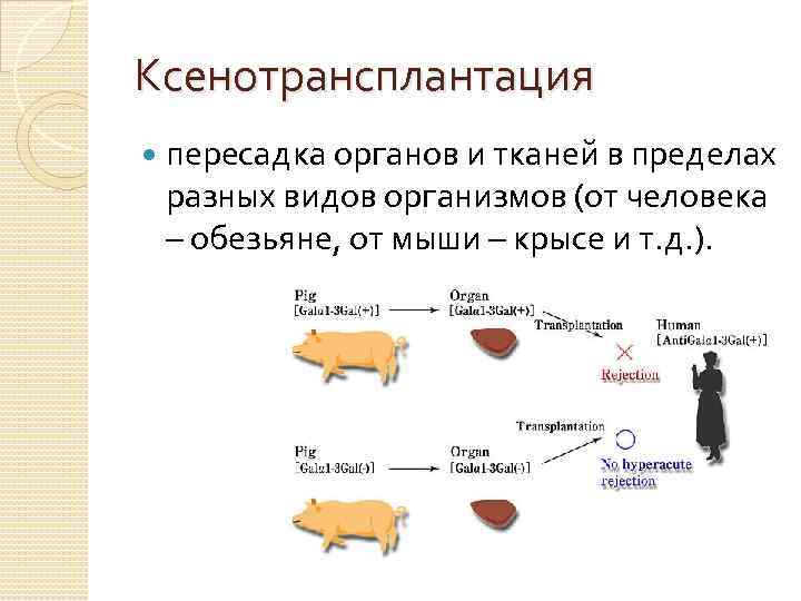 Ксенотрансплантация пересадка органов и тканей в пределах разных видов организмов (от человека – обезьяне,