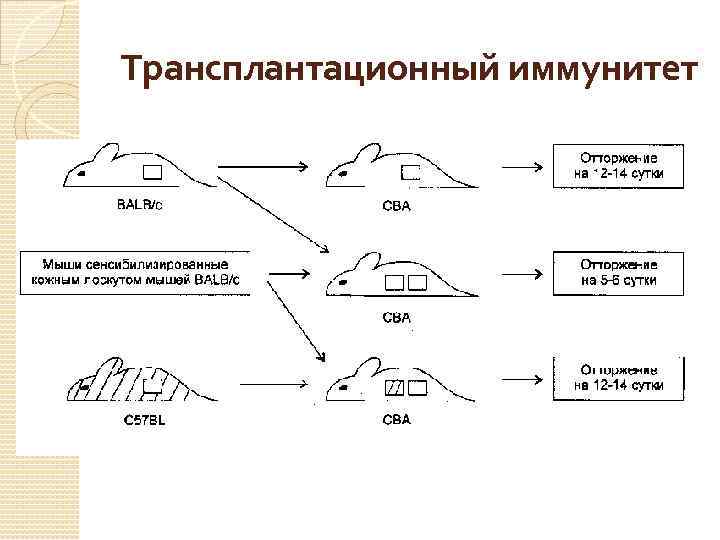 Трансплантационный иммунитет 