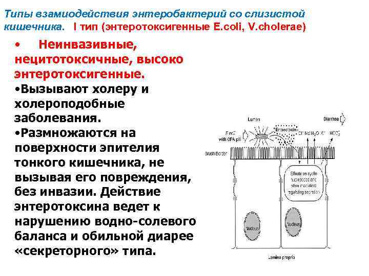 Типы взамиодействия энтеробактерий со слизистой кишечника. I тип (энтеротоксигенные E. coli, V. cholerae) •