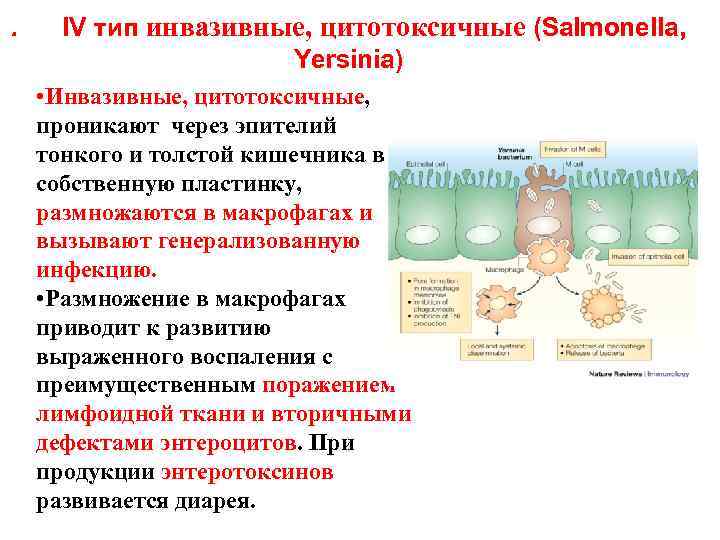 . IV тип инвазивные, цитотоксичные (Salmonella, Yersinia) • Инвазивные, цитотоксичные, проникают через эпителий тонкого