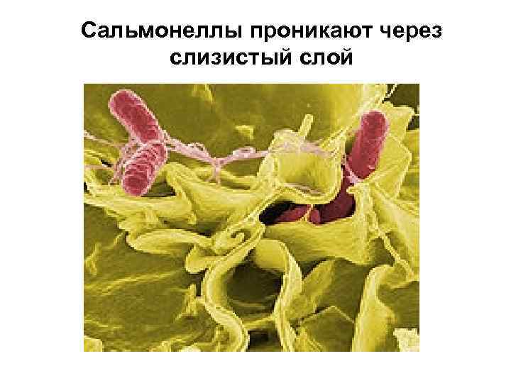 Сальмонеллы проникают через слизистый слой 