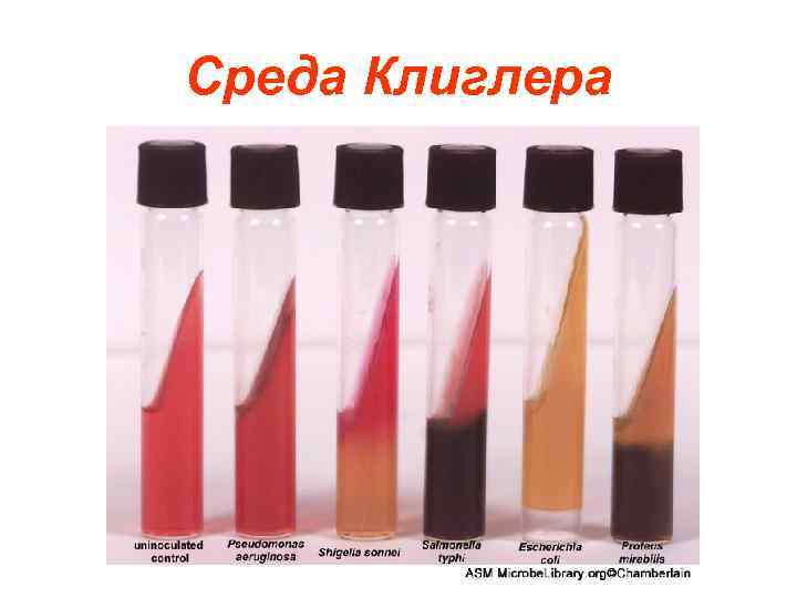 Среда Клиглера 