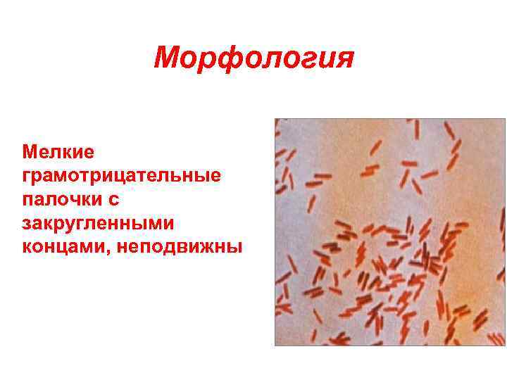 Морфология Мелкие грамотрицательные палочки с закругленными концами, неподвижны 