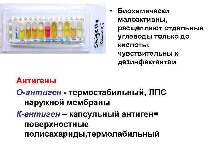  • Биохимически малоактивны, расщепляют отдельные углеводы только до кислоты; чувствительны к дезинфектантам Антигены