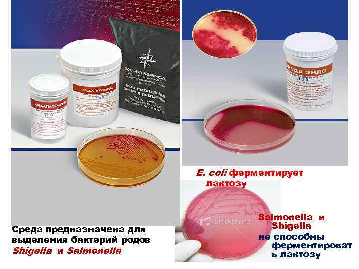 E. coli ферментирует лактозу Среда предназначена для выделения бактерий родов Shigella и Salmonella и