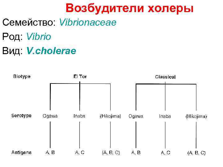 Возбудители холеры Семейство: Vibrionaceae Род: Vibrio Вид: V. cholerae 