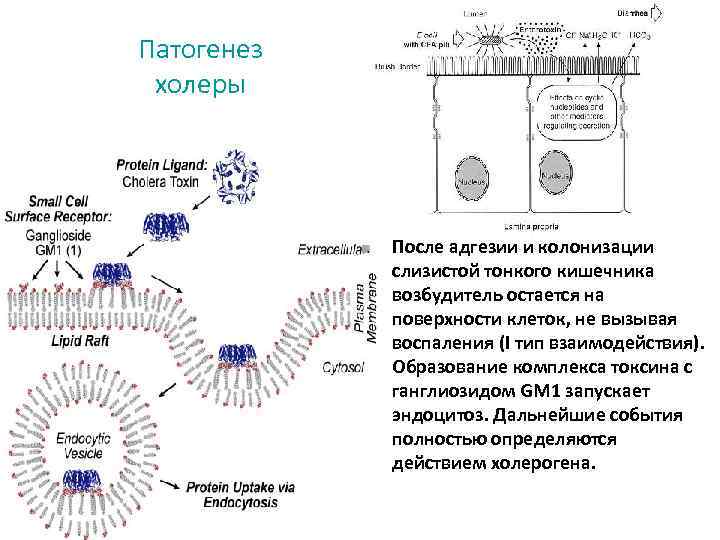 Схема патогенеза холеры