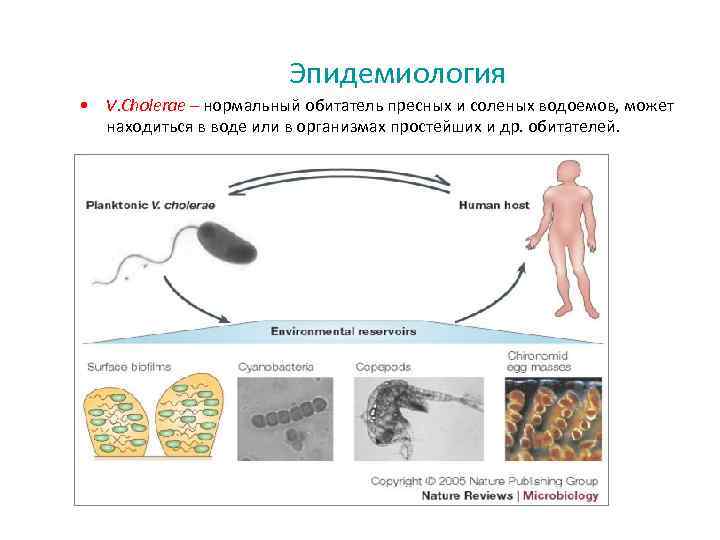 Эпидемиология • V. Cholerae – нормальный обитатель пресных и соленых водоемов, может находиться в