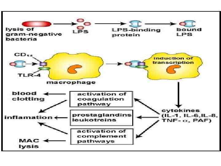 Физиологические эффекты эндотоксина 