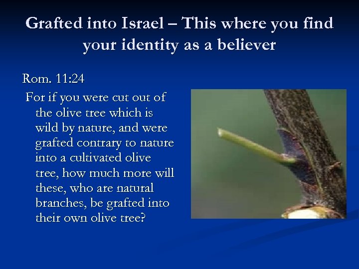 Grafted into Israel – This where you find your identity as a believer Rom.