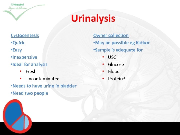 Urinalysis Cystocentesis • Quick • Easy • Inexpensive • Ideal for analysis • Fresh