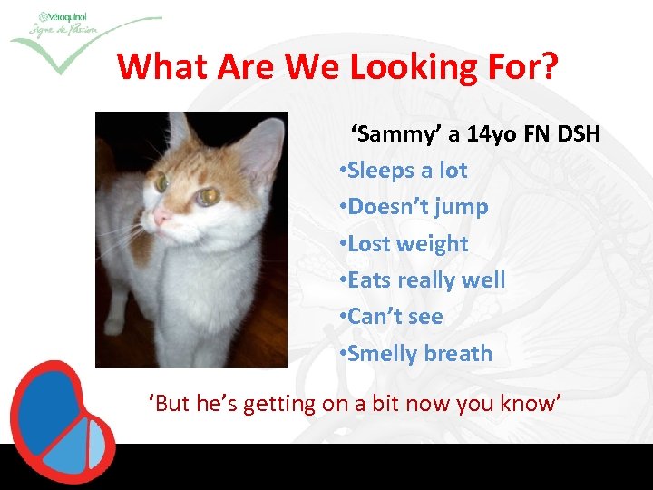 What Are We Looking For? ‘Sammy’ a 14 yo FN DSH • Sleeps a