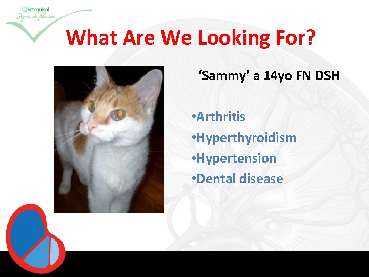 What Are We Looking For? ‘Sammy’ a 14 yo FN DSH • Arthritis •