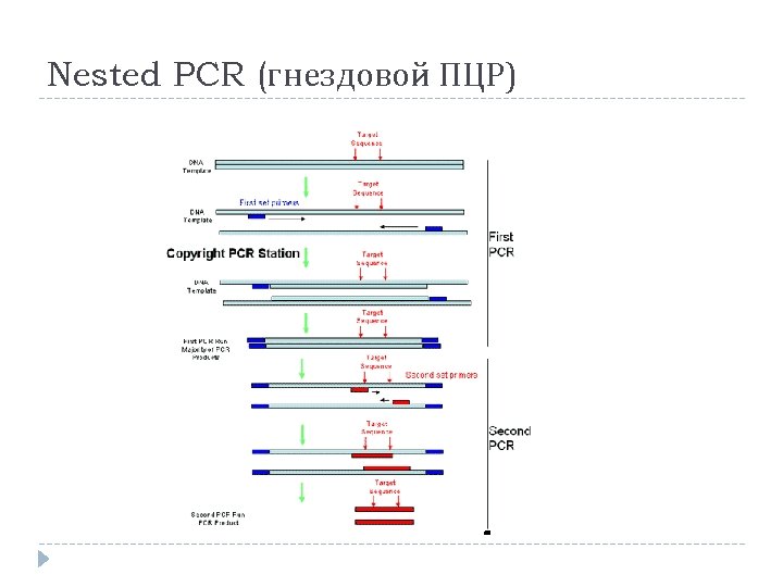 Nested PCR (гнездовой ПЦР) 