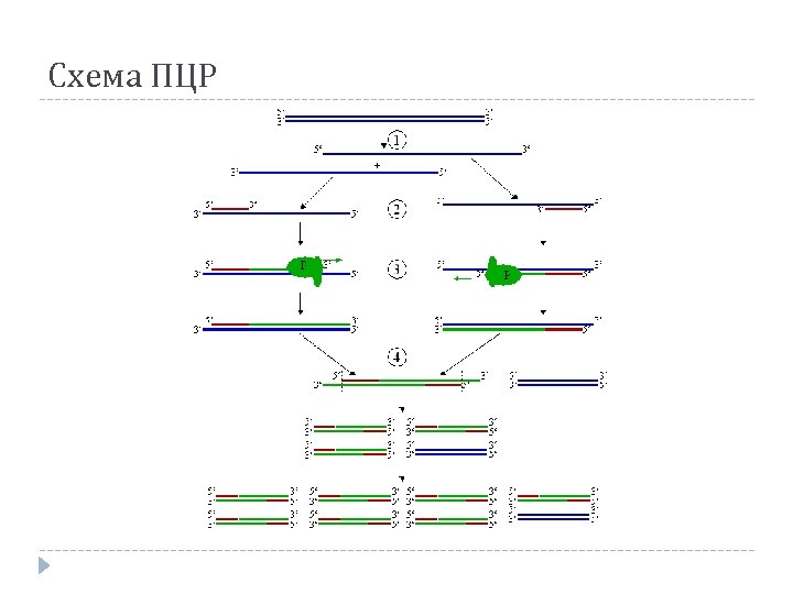 Схема ПЦР 