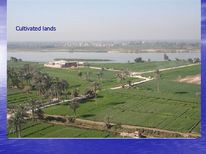 Cultivated lands 