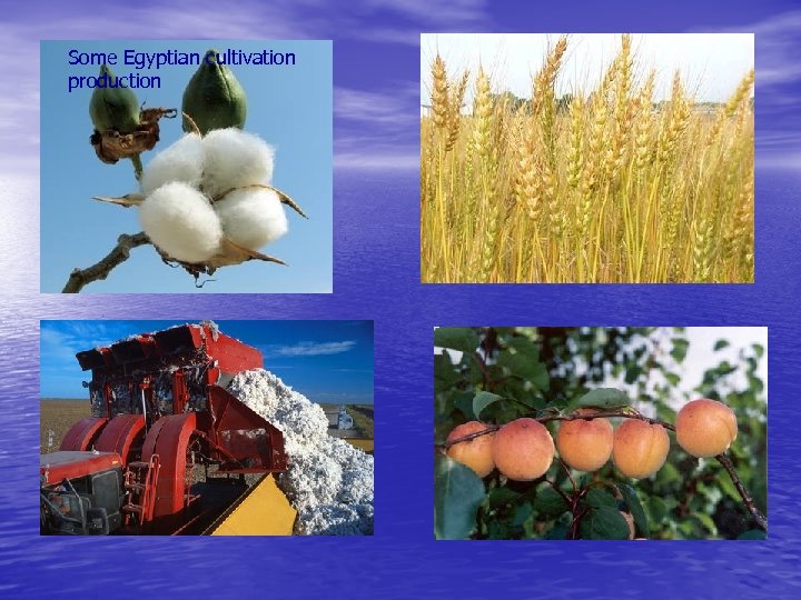 Some Egyptian cultivation production 