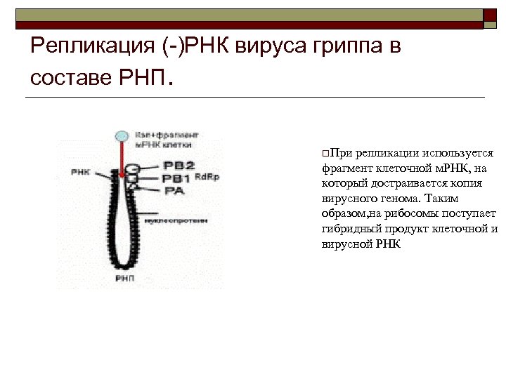 Репликация (-)РНК вируса гриппа в составе РНП. o. При репликации используется фрагмент клеточной м.