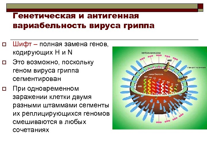 Генетическая и антигенная вариабельность вируса гриппа o o o Шифт – полная замена генов,