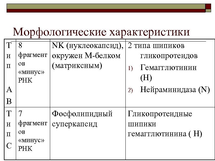 Морфологические характеристики Т 8 NK (нуклеокапсид), 2 типа шипиков и фрагмент окружен М-белком гликопротеидов