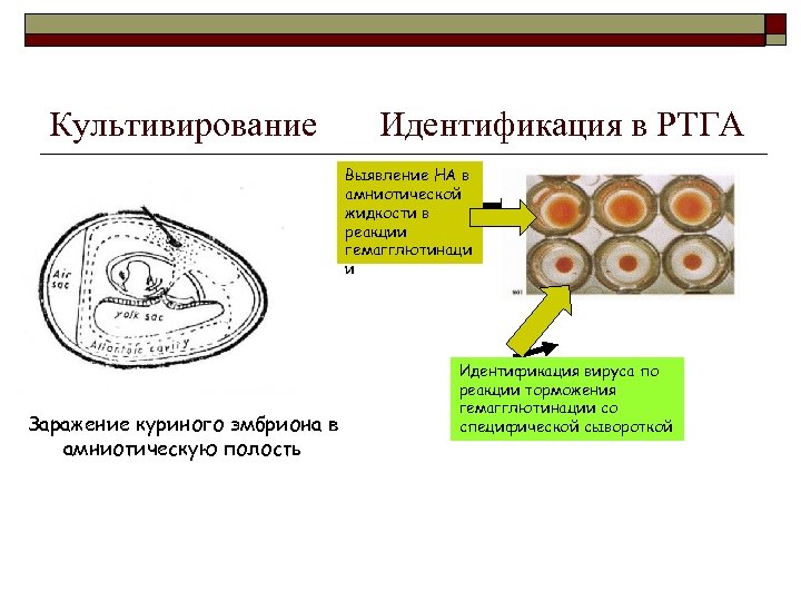 Культивирование Идентификация в РТГА Выявление НА в амниотической жидкости в реакции гемагглютинаци и Заражение