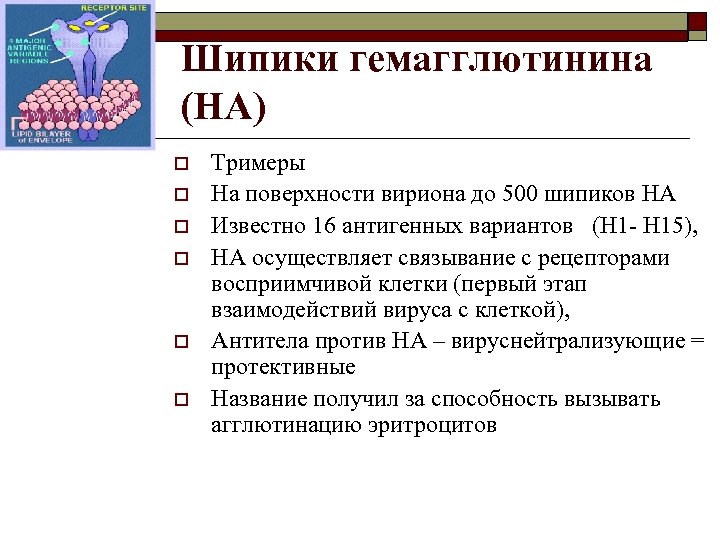 Шипики гемагглютинина (HA) o o o Тримеры На поверхности вириона до 500 шипиков HA