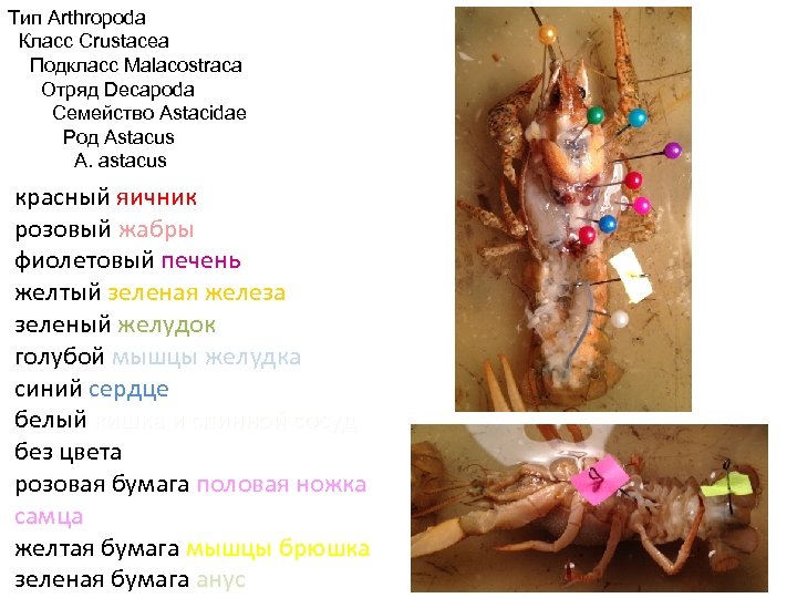 Тип Arthropoda Класс Crustacea Подкласс Malacostraca Отряд Decapoda Семейство Astacidae Род Astacus A. astacus